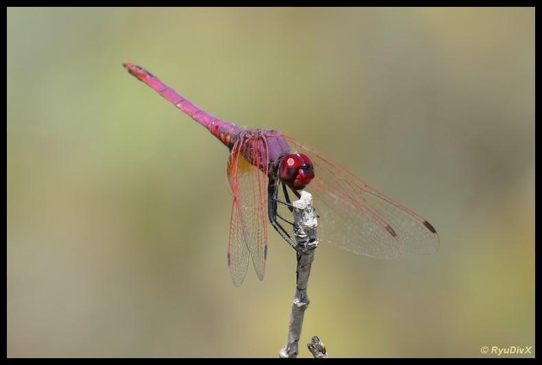 Trithémis annelé (Le) Trithemis annulata (Palisot de Beauvois, 1807)