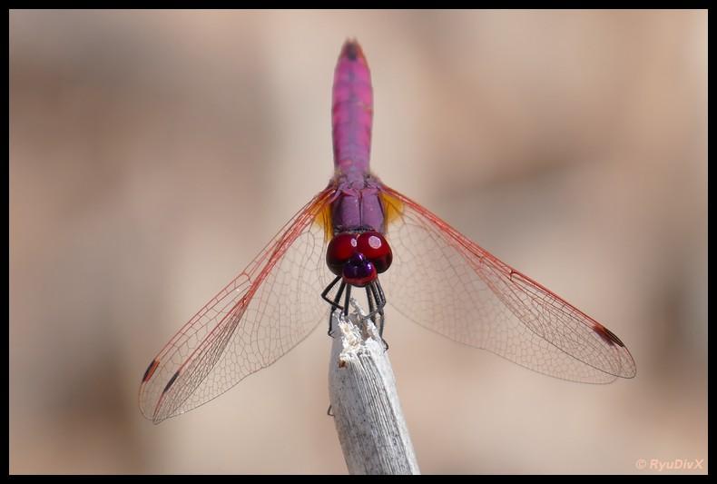 Trithémis annelé (Le) Trithemis annulata (Palisot de Beauvois, 1807)
