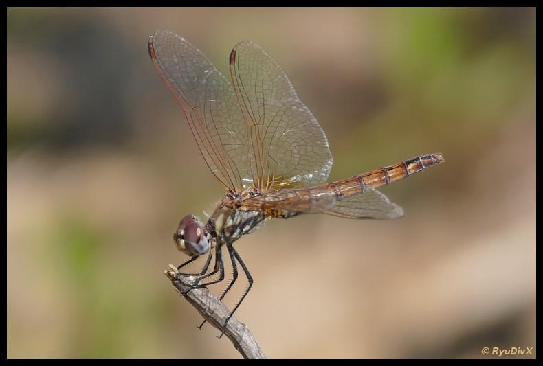 Trithémis annelé (Le) Trithemis annulata (Palisot de Beauvois, 1807)