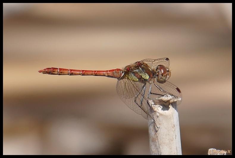 Sympétrum fascié (Le) Sympetrum striolatum (Charpentier, 1840)