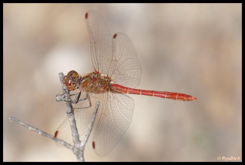 Sympétrum méridional (Le) Sympetrum meridionale (Selys, 1841)