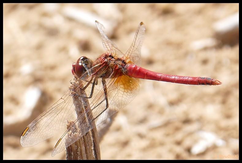 Sympétrum de Fonscolombe (Le) Sympetrum fonscolombii (Selys, 1840)
