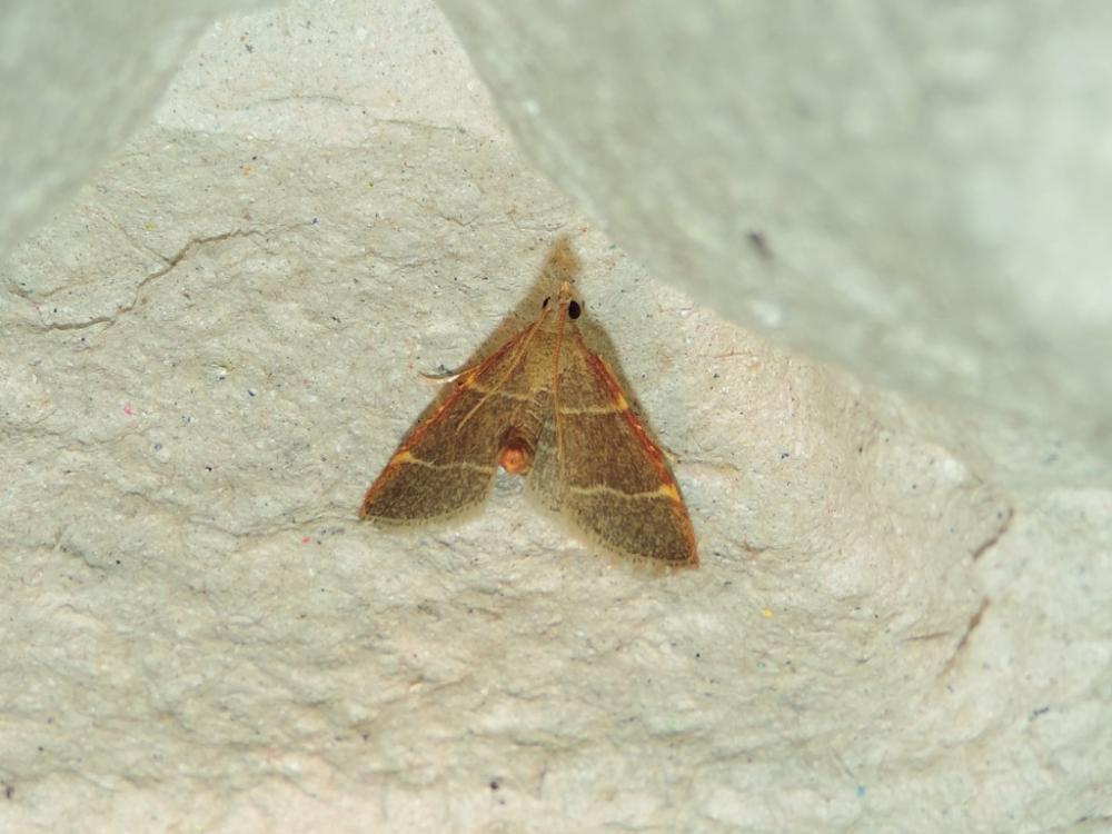 Hypsopygia glaucinalis (Linnaeus, 1758)