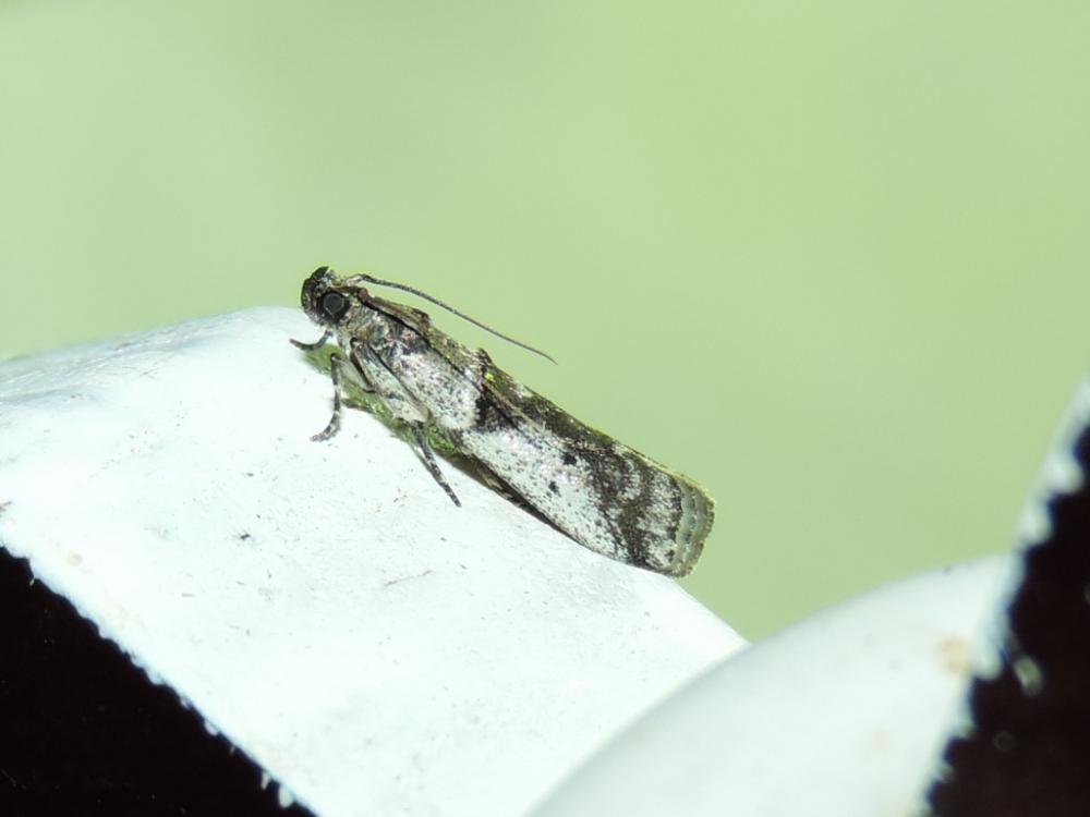 Pseudacrobasis nankingella Roesler, 1975