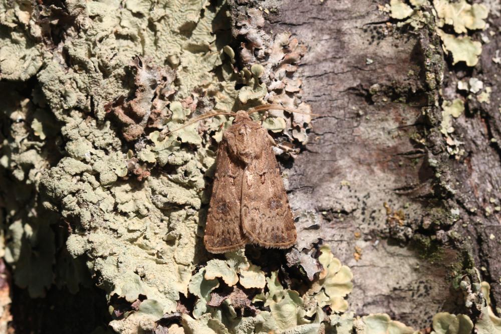Noctuelle trapue (La) Agrotis bigramma (Esper, 1790)