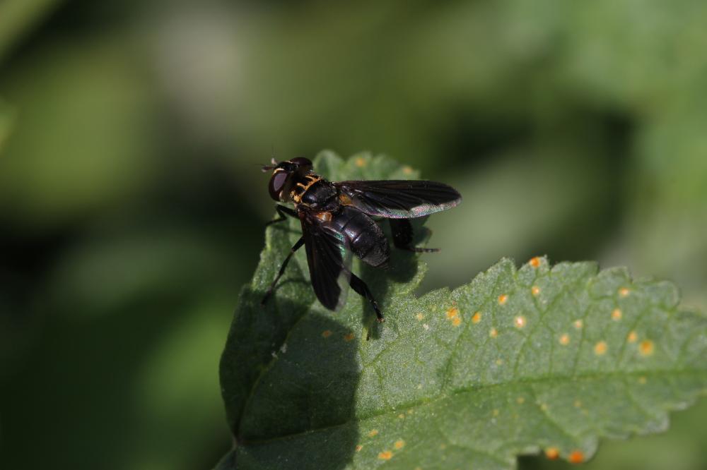 Le  Trichopoda pennipes (Fabricius, 1781)