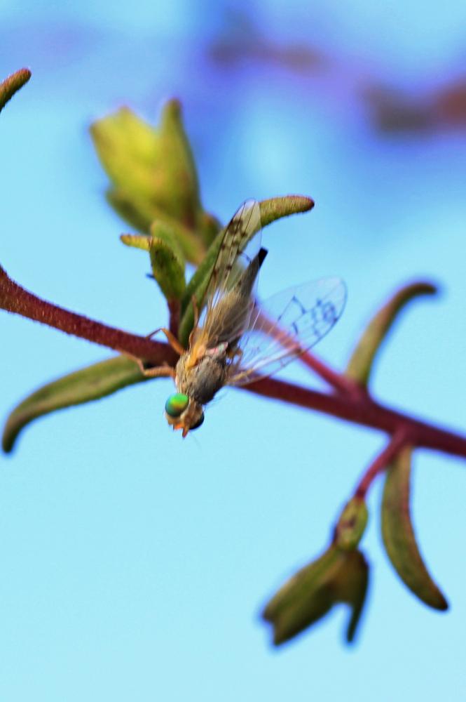Acanthiophilus helianthi (Rossi, 1794)