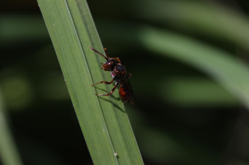  Nomada Scopoli, 1770