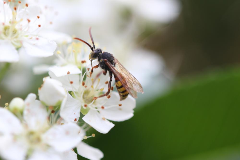 Nomada Scopoli, 1770