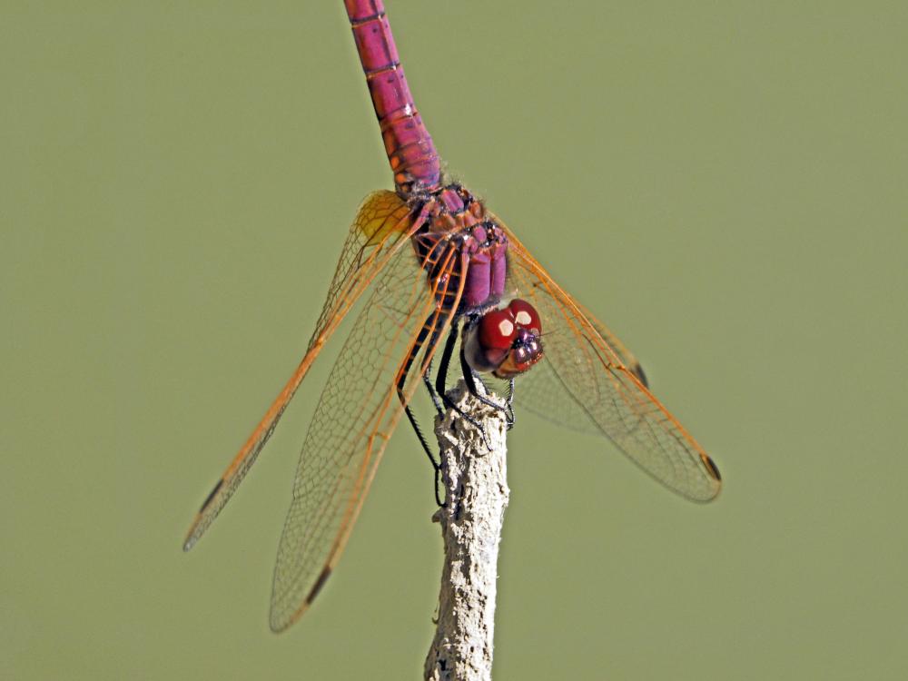 Trithémis annelé (Le) Trithemis annulata (Palisot de Beauvois, 1807)