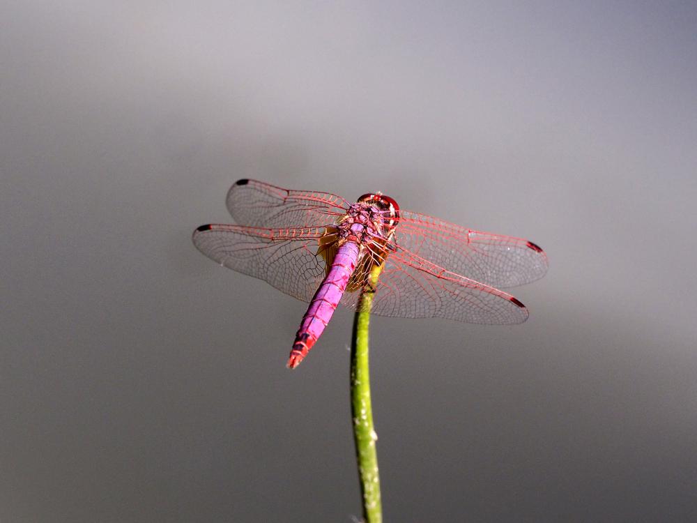Trithémis annelé (Le) Trithemis annulata (Palisot de Beauvois, 1807)