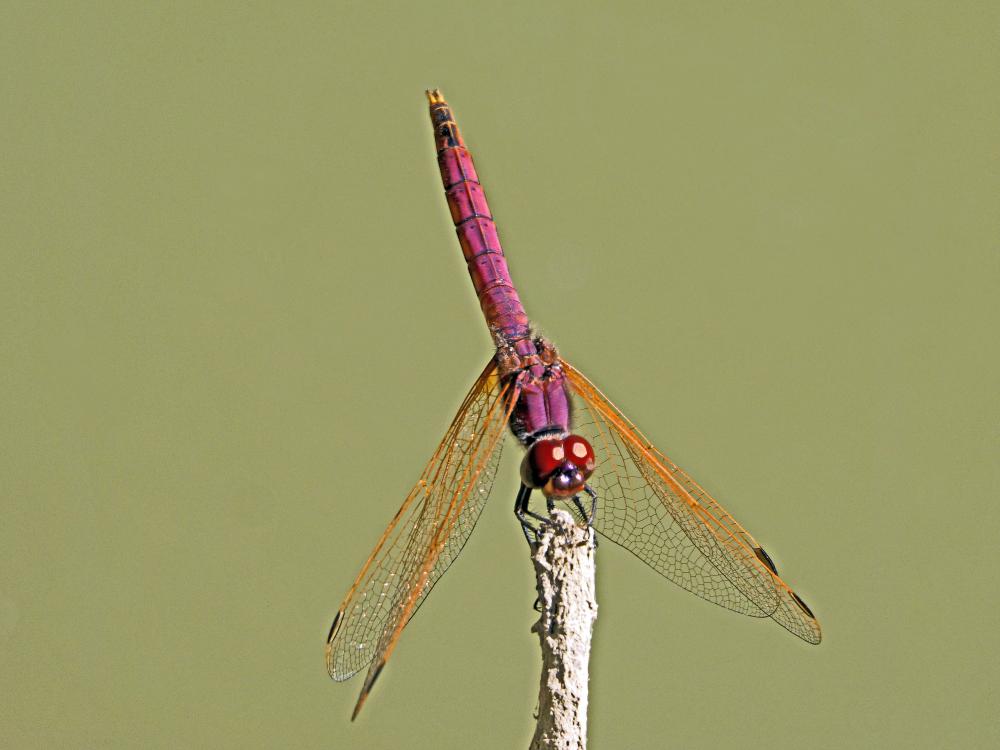 Trithémis annelé (Le) Trithemis annulata (Palisot de Beauvois, 1807)