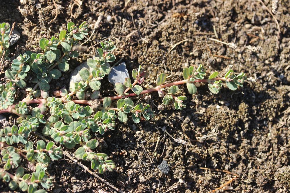Euphorbe rampante Euphorbia serpens Kunth, 1817