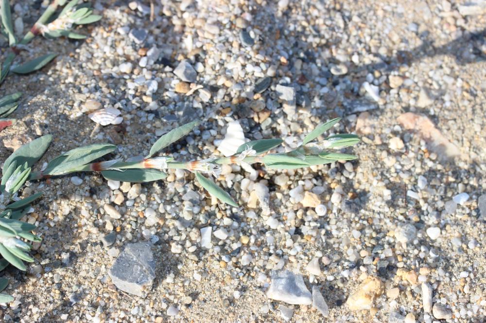 Renouée maritime Polygonum maritimum L., 1753