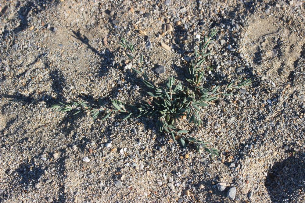 Renouée maritime Polygonum maritimum L., 1753