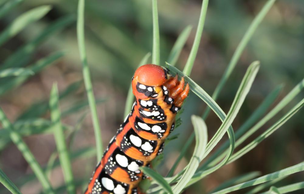 Sphinx de l'Euphorbe (Le) Hyles euphorbiae (Linnaeus, 1758)