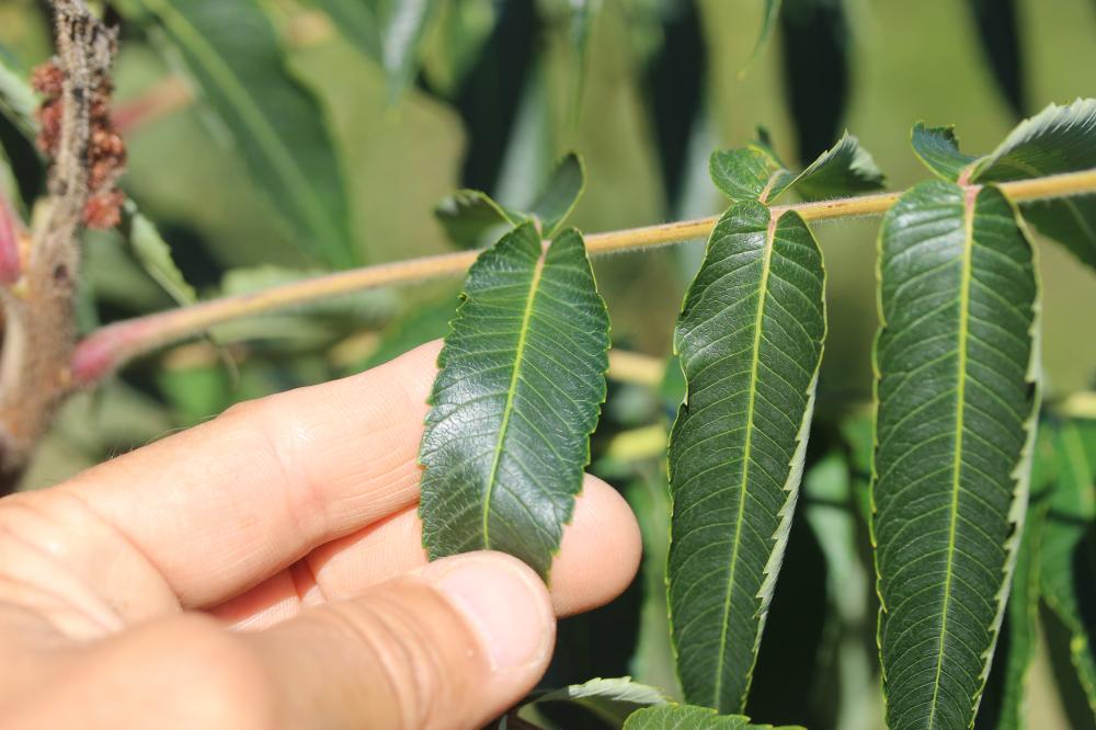 Sumac hérissé, Sumac Amarante Rhus typhina L., 1756