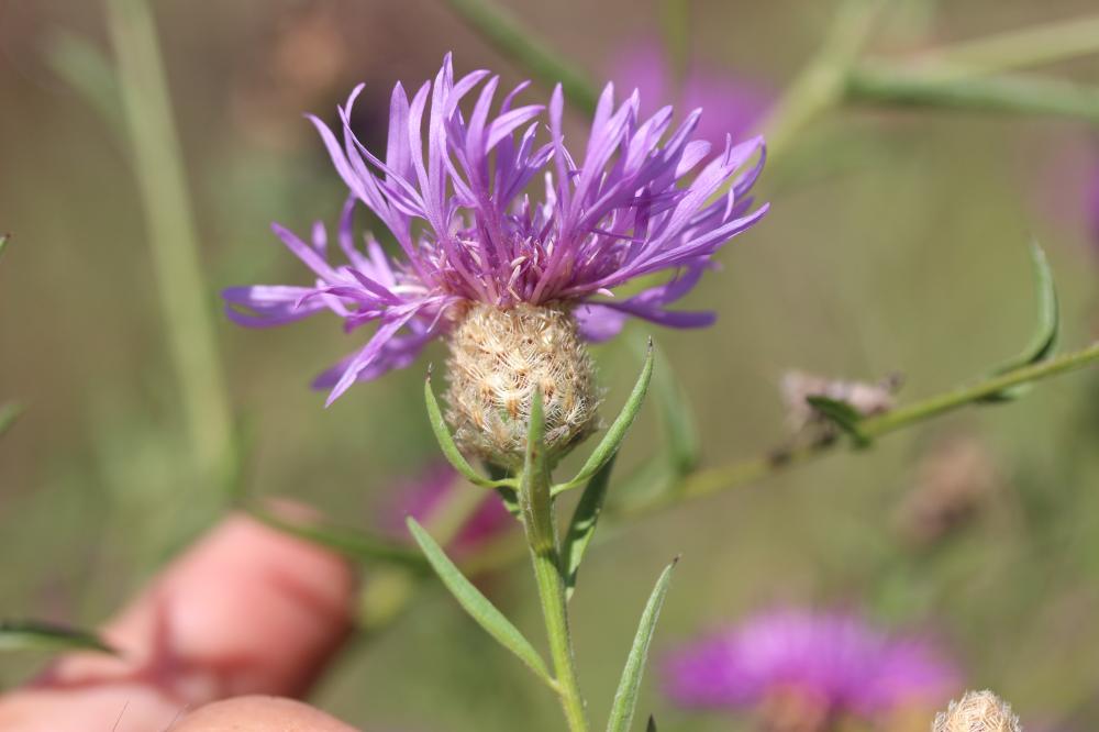 Centaurée de Debeaux Centaurea decipiens Thuill., 1799