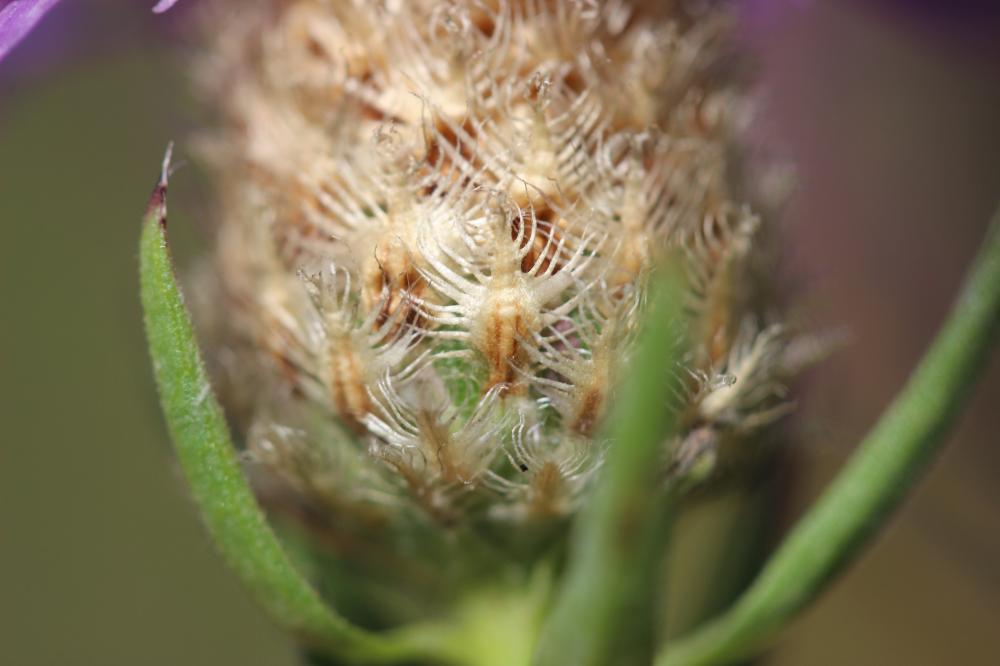 Centaurée de Debeaux Centaurea decipiens Thuill., 1799