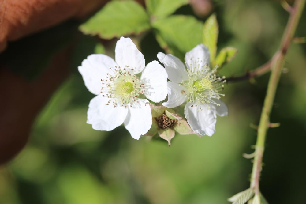 Rosier bleue, Ronce à fruits bleus, Ronce bleue Rubus caesius L., 1753