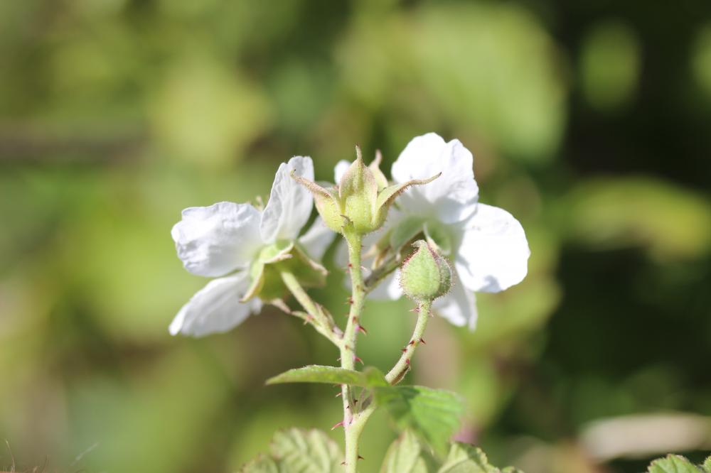 Rosier bleue, Ronce à fruits bleus, Ronce bleue Rubus caesius L., 1753
