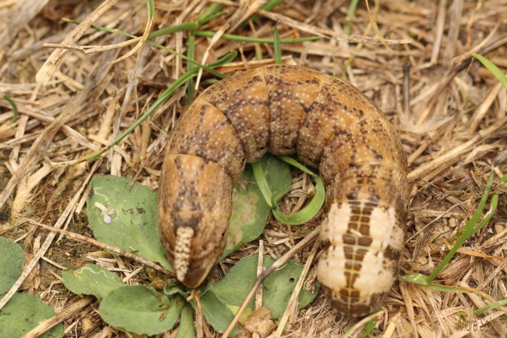 Sphinx Tête-de-Mort (Le) Acherontia atropos (Linnaeus, 1758)