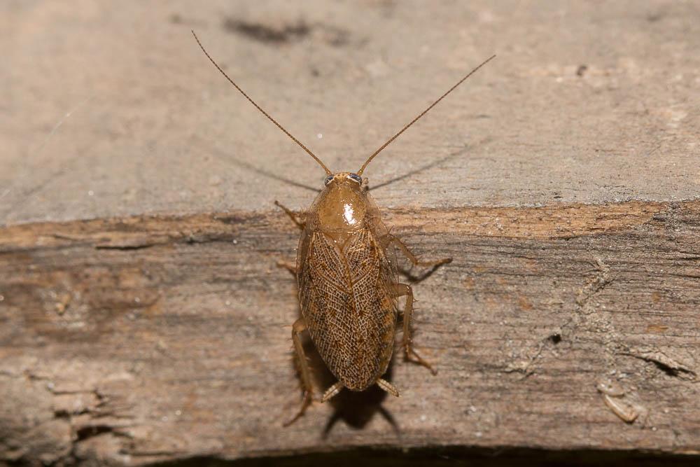 Ectobius pallidus (Olivier, 1789)