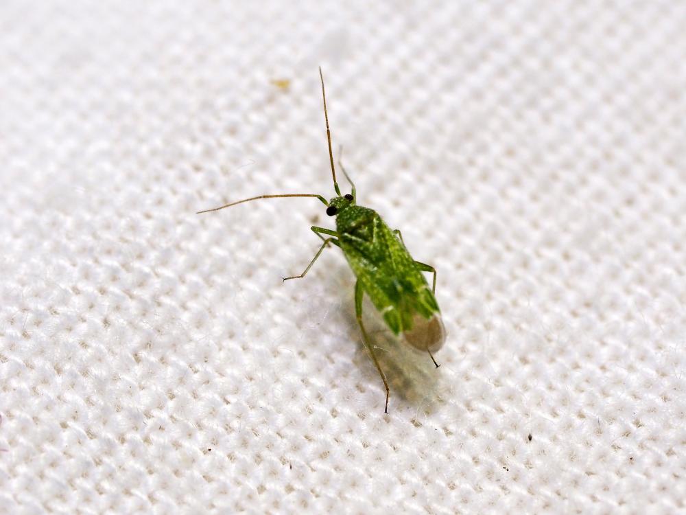  Orthotylus flavosparsus (Sahlberg, 1841)