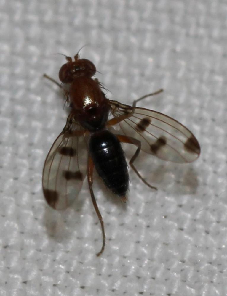 Geomyza tripunctata Fallén, 1823