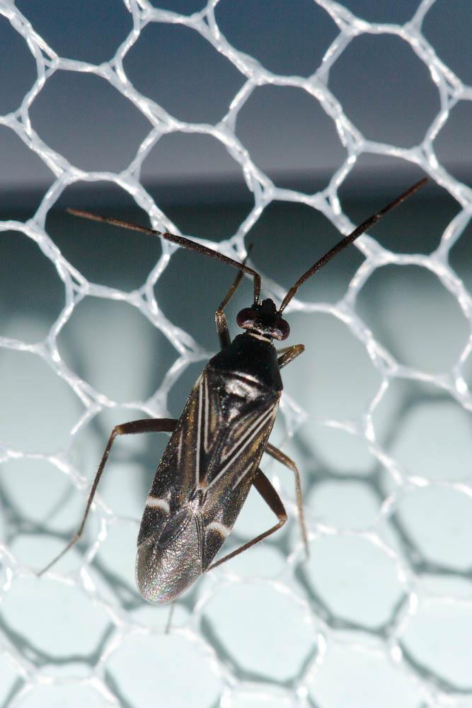  Cremnocephalus alpestris Wagner, 1941