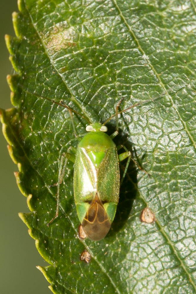  Apolygus lucorum (Meyer-Dür, 1843)