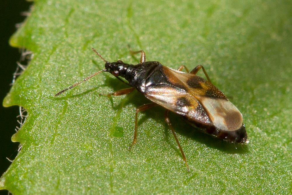 Punaise des fleurs, Punaise des peupliers Anthocoris nemorum (Linnaeus, 1760)