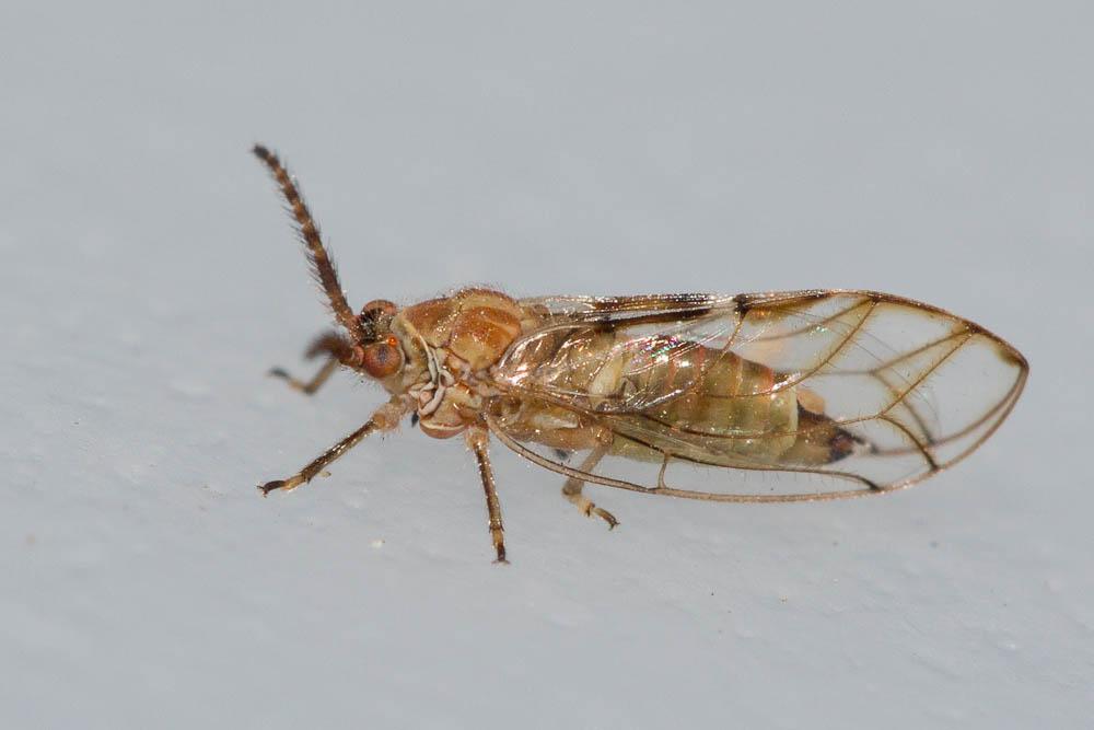 Psylle du figuier Homotoma ficus (Linnaeus, 1758)