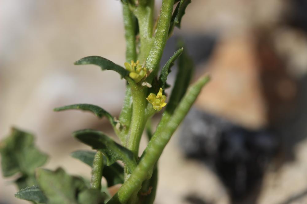 Sisymbre à nombreuses cornes Sisymbrium polyceratium L., 1753