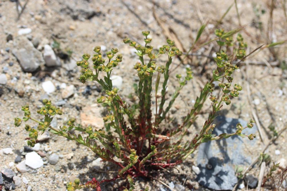 Euphorbe de Terracine Euphorbia terracina L., 1762