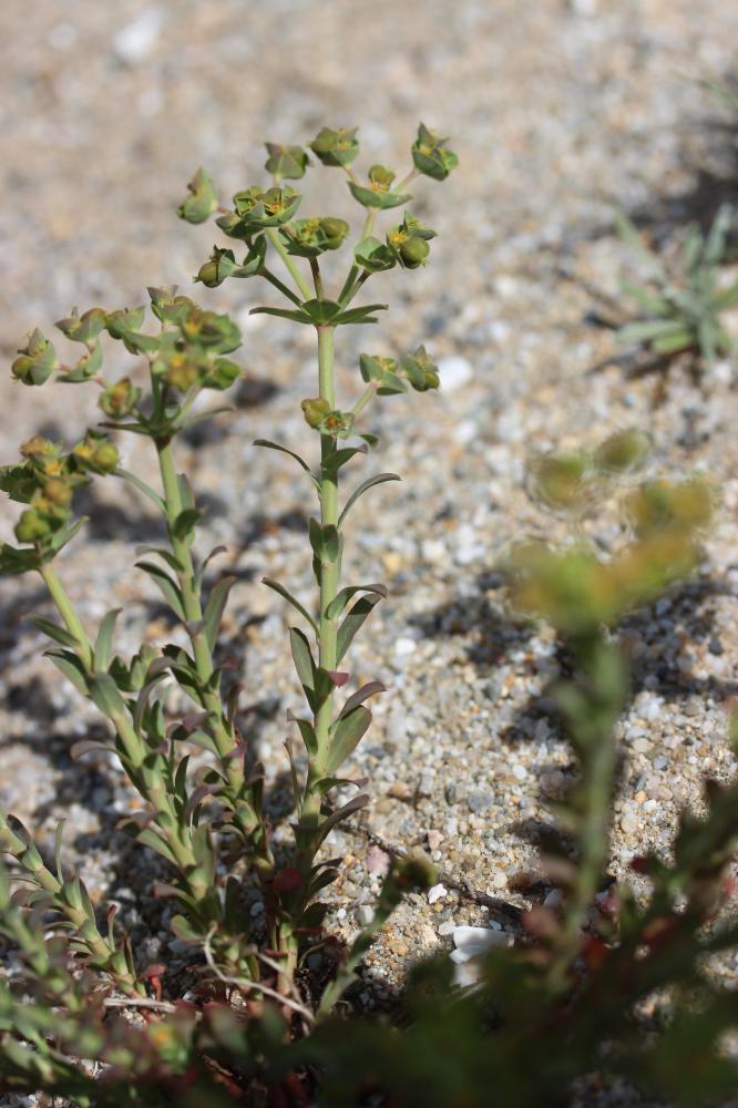 Euphorbe de Terracine Euphorbia terracina L., 1762