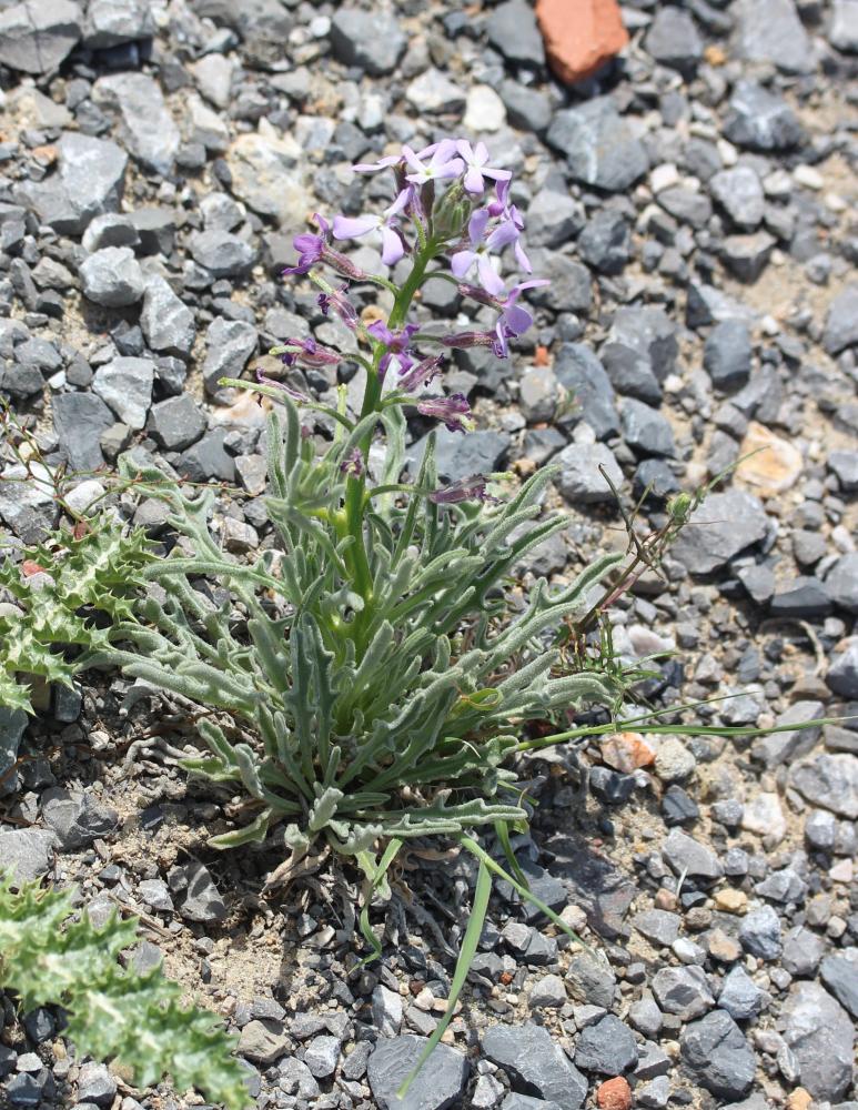 Matthiole à feuilles sinuées Matthiola sinuata (L.) R.Br., 1812