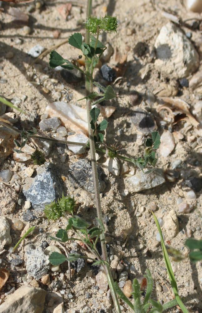 Luzerne littorale, Luzerne du littoral Medicago littoralis Rohde ex Loisel., 1810