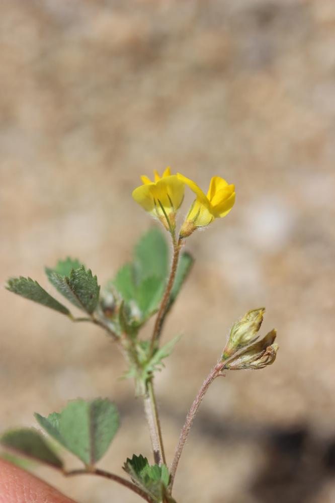 Luzerne littorale, Luzerne du littoral Medicago littoralis Rohde ex Loisel., 1810