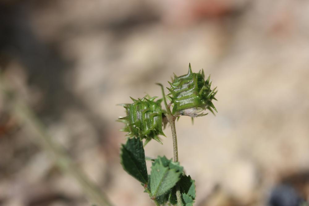 Luzerne littorale, Luzerne du littoral Medicago littoralis Rohde ex Loisel., 1810