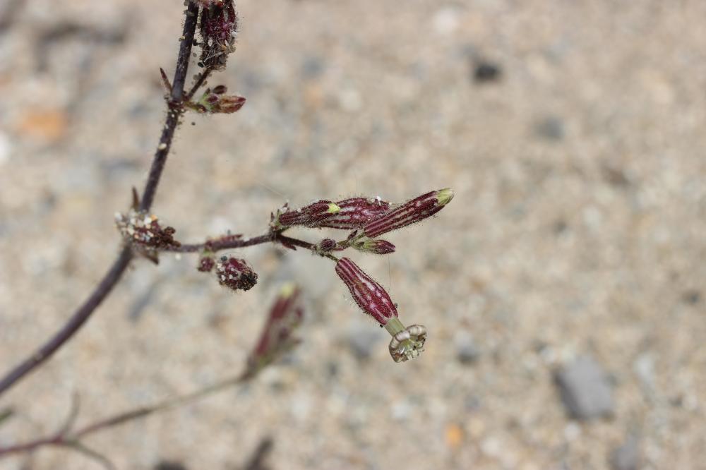 Silène de Nice Silene nicaeensis All., 1773