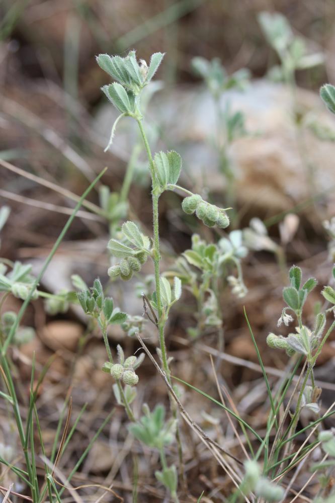Luzerne à fleurs unilatérales Medicago secundiflora Durieu, 1845
