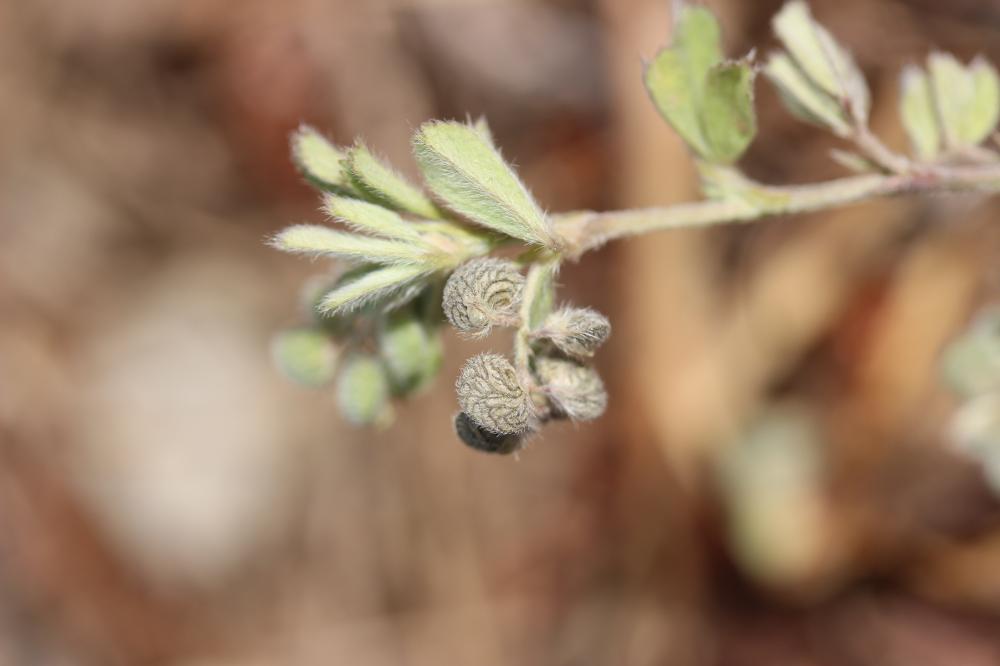 Luzerne à fleurs unilatérales Medicago secundiflora Durieu, 1845
