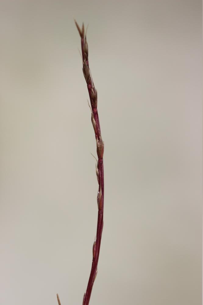 Catapode des graviers Micropyrum tenellum (L.) Link, 1844