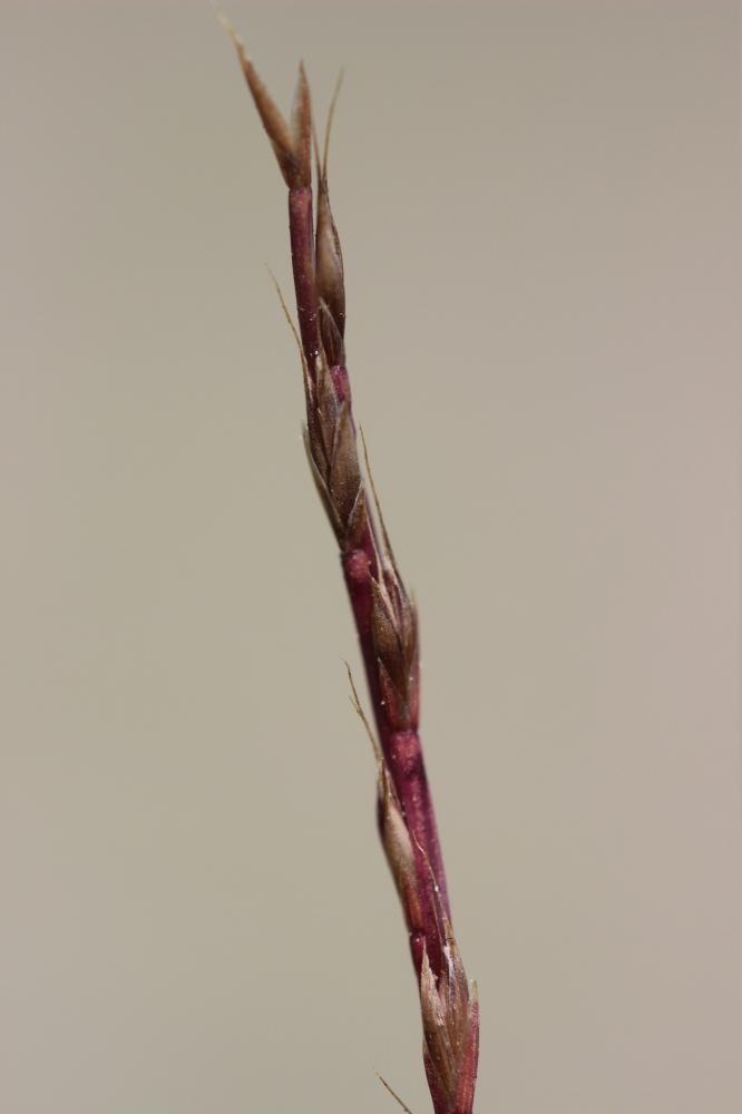 Catapode des graviers Micropyrum tenellum (L.) Link, 1844