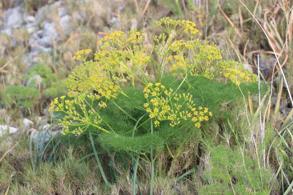 Amarinthe trifide Prangos trifida (Mill.) Herrnst. & Heyn, 1977