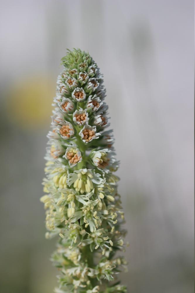 Réséda blanc Reseda alba L., 1753
