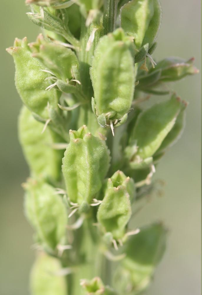 Réséda blanc Reseda alba L., 1753
