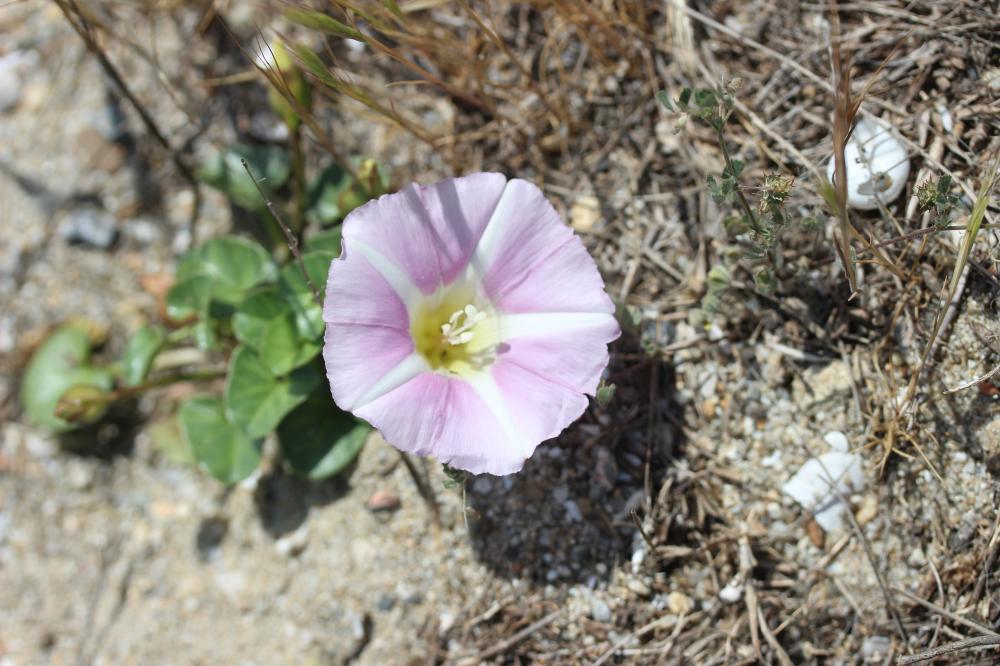 Liseron des dunes Convolvulus soldanella L., 1753