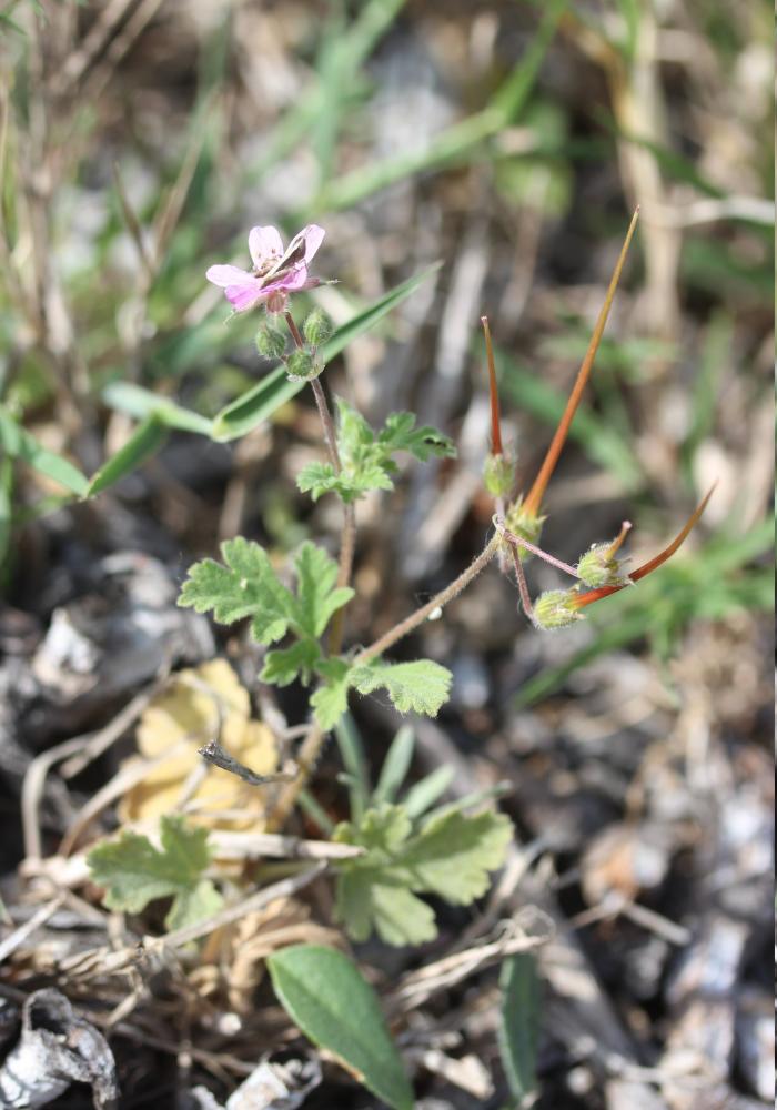 Bec-de-grue de Chios Erodium chium (L.) Willd., 1794